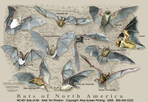 Bats of North America, Large
